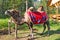A camel in a park in the Altai
