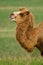 Camel in a pasture