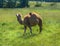 Camel in Pasture in Profile
