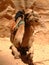 Camel, Petra, Jordan