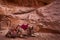 Camel in Petra, Jordan. Two big animals red stone rock. Treasury Al-Khazneh, stone rock historic sight in Petra. Camel travel