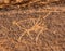 Camel Petroglyph Valley of Moon Wadi Rum Jordan