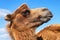 Camel portrait