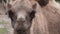 camel portrait. Arabian brown Camel Face Close-up