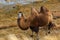 Camel portrait graze mountains