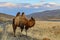 Camel portrait graze mountains