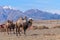 Camel portrait graze mountains