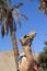 Camel portrait, palm tree