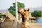 Camel Portrait, Pushkar India