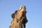 Camel portrait in Sahara,