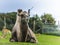 Camel posing for photo at west midlands safari park zoo