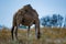 Camel Profile In the Bush