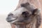 Camel profile portrait