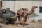 Camel pulls water tank through city in Rajasthan - a postcard picture for India