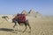 Camel and pyramids