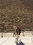 Camel and Pyramids . Egypt