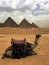 Camel and Pyramids . Egypt