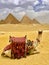 Camel and Pyramids . Egypt