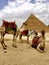 Camel and Pyramids . Egypt