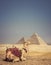 Camel with the Pyramids of Gizeh, Egypt