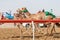 Camel race at Al Wathba in Abu Dhabi, UAE