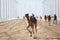 Camel race in Doha, Qatar