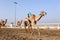 Camel race in Qatar