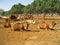 Camel Ranch