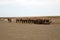 Camel ranch in the Gobi Desert