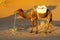 Camel ready to ride in desert