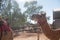 Camel in a red halter at sunset