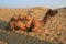 Camel Relaxing on Sand