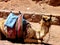 Camel resting in the desert.