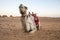 Camel resting in a desert near Meroe Pyramids in Sudan