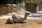 Camel resting outdoors