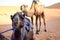 Camel resting in the Sahara desert and in the background a camel standing.