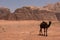 Camel resting in Wadi Rum desert, Jordan