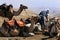 Camel ride in the Judean Desert