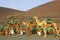 Camel ride in Timanfaya national park in Lanzarote, Canary islands