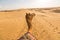 Camel rider view in Thar desert,