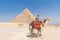 Camel Riders and Pyramid of Khafre