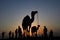 Camel rides in silhouette, SAM dunes, Jaisalmer, Rajasthan, India