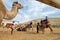 Camel Riding at Negev Camel Ranch