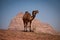 Camel riding in Wadi Rum desert, Jordan