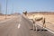 Camel on the road in South Sinai, Egypt