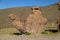 Camel Rock Formation in Italia Perdida in Bolivean altiplano - Potosi Department, Bolivia