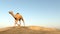 Camel running - 3D render