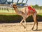 Camel runs on track being trained to race with tiny robot jockey