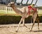Camel runs on track being trained to race with tiny robot jockey on his back