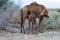 Camel\'s Breastfeeding